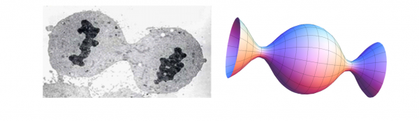 Dividing cells and Guassian curvature