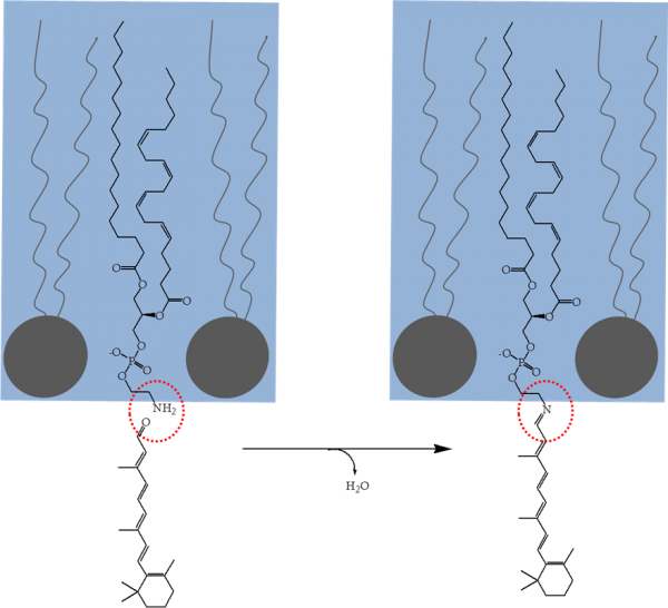 11-cis-Retinal - schiff base with phosphatidylethanolamine