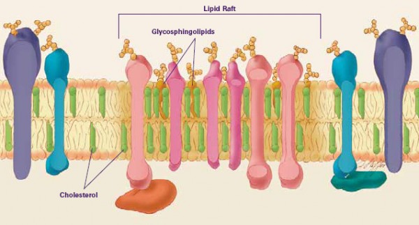 ch2_lipidraft_big