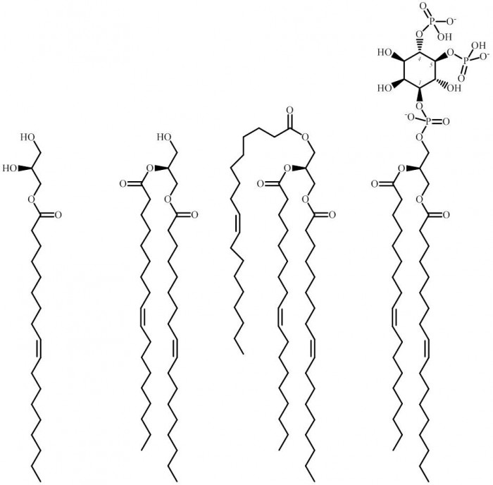 glycerides and PIP2