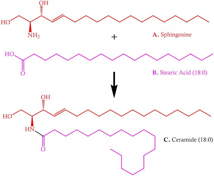Sphingosine and stearic acid = ceramide (18,0)