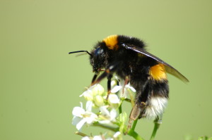 Bumble bee