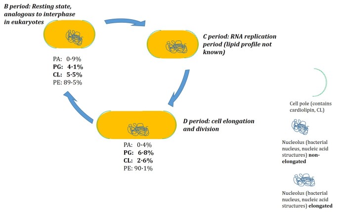 Bacterial cell cycle